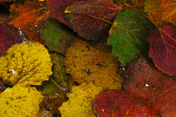 Autumn colorful aspen leaves.