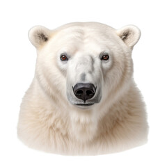 polar bear face shot, isolated on transparent background cutout