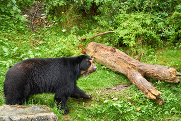 Black Andean bear in a zoo habitat