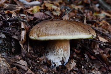  Porcini mushrooms in the undergrowth