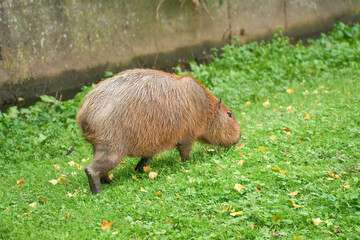 Brown Capybara in a zoo compound