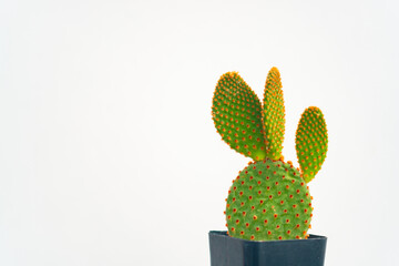 Closeup small cactus on white background