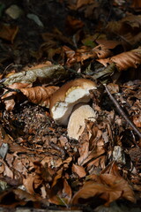 Porcini mushrooms in the undergrowth