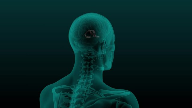 X-ray scan of the human head and neck with the skull and Brain fornix cerebri visible. 3d render seamless loop animation of rotation isolated on dark background.
