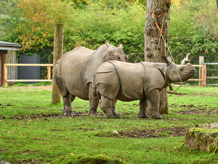 Adult and juvenile Rhinoceros at Chester Zoo in Cheshire, UK