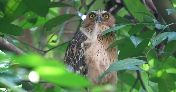 The Buffy Fish Owl (Bubo ketupu) is a species of owl found in various parts of Southeast Asia, including countries like Malaysia, Indonesia, Thailand, Myanmar, and others.|马来渔鸮