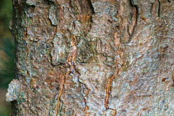 Beautiful texture of brown gray tree bark of white pine Pinus strobus. Close-up of interesting bark of young tree growing in the garden. Fresh wallpaper and nature background concept.