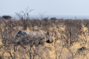 Obraz na płótnie Canvas A black Rhinoceros - Diceros bicornis- eating scrubs on the plains of Etosha national park, Namibia, during sunset.