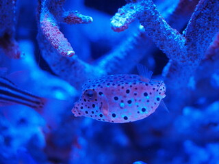 水族館　海水魚　ミナミハコフグ