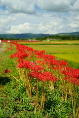 田んぼの近くの畦道に咲く彼岸花