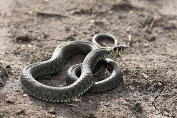 The snake curled up for protection