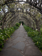 stone path in the park with spring blossom plants growing over curved arbour  - 657636631