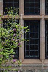 Purple magnolia flowers and branches in front of old stone lead light windows  - 657636664