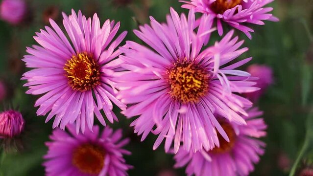 Purple aster flowers growing close-up.