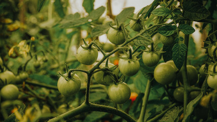 green tomatoes in a greenhouse