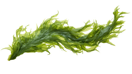 seaweed isolated on transparent background cutout  - obrazy, fototapety, plakaty
