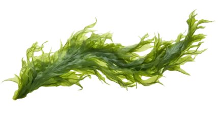 Foto op Plexiglas seaweed isolated on transparent background cutout  © PNG