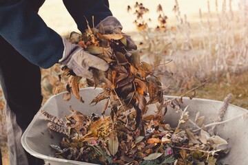 Autumnal work in the garden. Man colletcing organic waste.