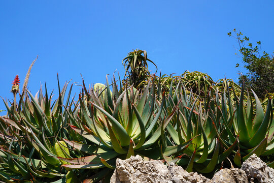Green succulent plant. Aloe nobilis grown on a hill