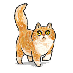 red cat with a background