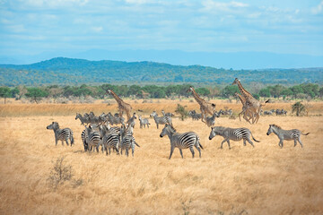 Wild Giraffes and zebras together