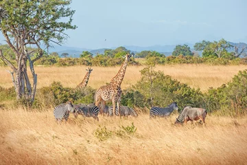 Crédence de cuisine en verre imprimé Zèbre Wild Giraffes and zebras together