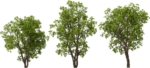 trees large-fruited oak, hq, arch viz, cutout plant 3d render 
