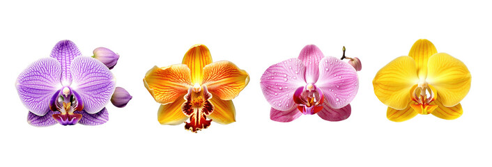 Set of different colors orchid flowers isolated on transparent background. Generative Ai