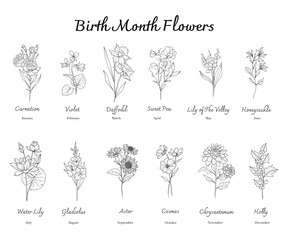 Birth Month Flowers set line art. Outline birth month flowers isolated on white. Hand painted line art botanical illustration. Carnation, Violet, Daffodil, Sweet Pea, Lily of the Valley, Honeysuckle,  - obrazy, fototapety, plakaty