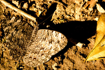 Borboleta cinza com manchas petas pousada na terra com folhas secas ao redor.