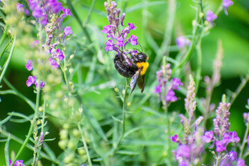 花の蜜を吸う蜂