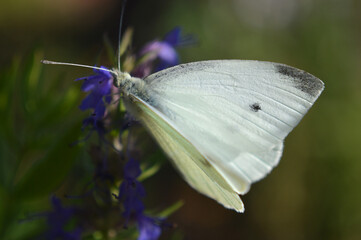 Closeup of a white butterfly on a flower