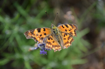 Closeup of an orange spotted butterfly on the flower