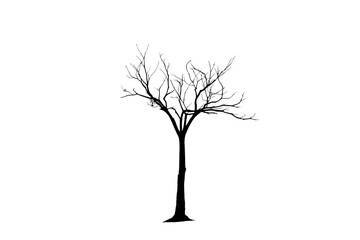 Picture of big tree silhouette isolated on transparent background png file.