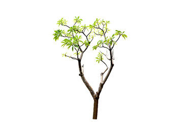 Image of frangipani tree with beautiful leaves isolated on transparent background png file.