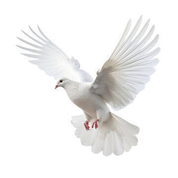 white pigeon flying, isolated on transparent background cutout 