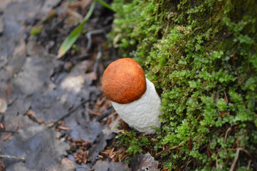 Closeup of a small boletus mushroom in the grass