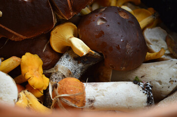 Different edible mushrooms in the busket