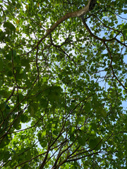 Highview of tree leaves swaying in the wind against BlueSky