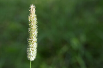 Closeup of a grass stem