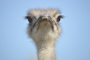 Closeup of an adult ostrich head