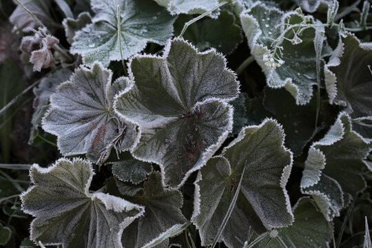 Frost on Alchemilla vulgaris leaves on an autumn day.