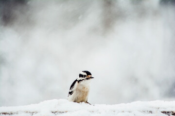 Downy woodpecker in the snow