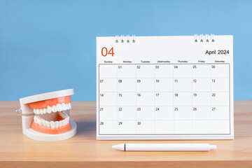 The April monthly desk calendar for 2024 year and model dentures on the table. Dental health...