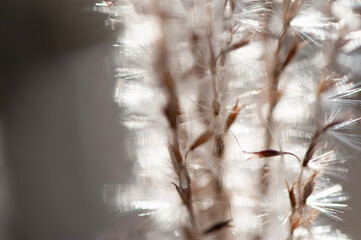 snow covered branches