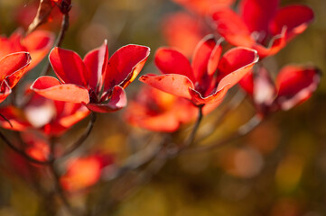 red autumn leaves