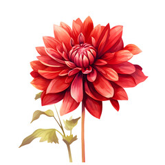 Dahlia watercolor. Fall flowers illustration. cartoon clipart
