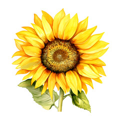sunflower watercolor. Fall flowers illustration. cartoon clipart