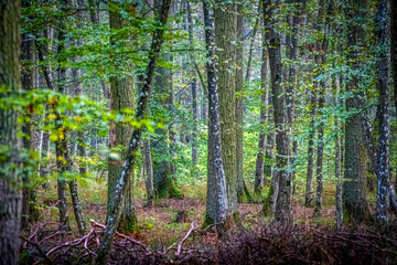 Woodland Serenity: Sunlight Through the Trees