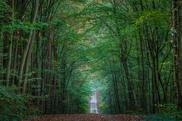 Serene Roadway: A Tranquil road through the Autumn Forest